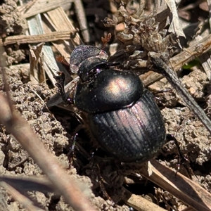 Onthophagus australis (Southern dung beetle) at Kambah, ACT - 14 Sep 2025 by HelenCross