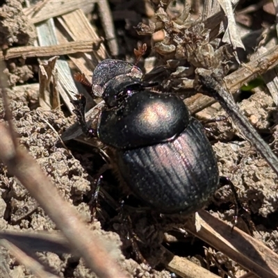 Onthophagus australis (Southern dung beetle) at Kambah, ACT - 14 Sep 2025 by HelenCross