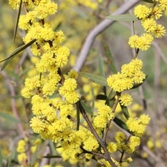 Acacia verniciflua at Wodonga, VIC - 17 Sep 2025 by KylieWaldon