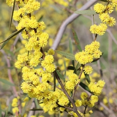 Acacia verniciflua at Wodonga, VIC - 17 Sep 2025 by KylieWaldon
