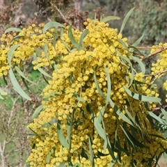 Acacia rubida at Wodonga, VIC - 17 Sep 2025 by KylieWaldon