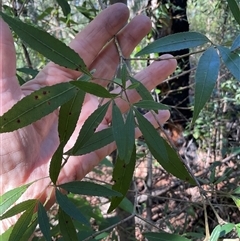 Ceratopetalum gummiferum (New South Wales Christmas-bush, Christmas Bush) at Ulladulla, NSW - 17 Sep 2025 by Jennybach