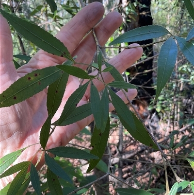Ceratopetalum gummiferum (New South Wales Christmas-bush, Christmas Bush) at Ulladulla, NSW - 17 Sep 2025 by Jennybach