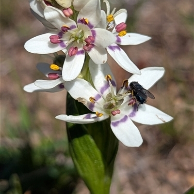 Wurmbea dioica subsp. dioica (Early Nancy) at Kambah, ACT - 14 Sep 2025 by HelenCross
