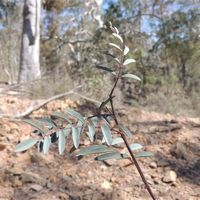 Indigofera australis subsp. australis (Australian Indigo) at Pialligo, ACT - 26 Oct 2024 by MichaelBedingfield