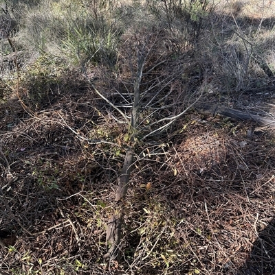 Exocarpos cupressiformis at Aranda, ACT - 17 Sep 2025 by lbradley