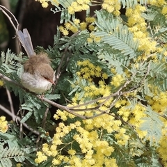 Malurus cyaneus (Superb Fairywren) at Wodonga, VIC - 17 Sep 2025 by KylieWaldon