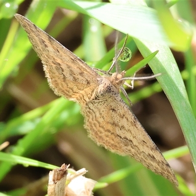 Scopula rubraria (Reddish Wave, Plantain Moth) at Wodonga, VIC - 17 Sep 2025 by KylieWaldon