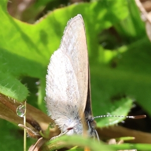 Zizina otis (Common Grass-Blue) at Wodonga, VIC - 17 Sep 2025 by KylieWaldon