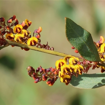 Daviesia latifolia at Wodonga, VIC - 17 Sep 2025 by KylieWaldon