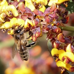 Apis mellifera (European honey bee) at Wodonga, VIC - 17 Sep 2025 by KylieWaldon