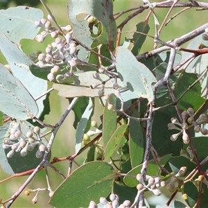 Unverified Gum Tree at Wodonga, VIC - 17 Sep 2025 by KylieWaldon