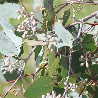 Unverified Gum Tree at Wodonga, VIC - 17 Sep 2025 by KylieWaldon