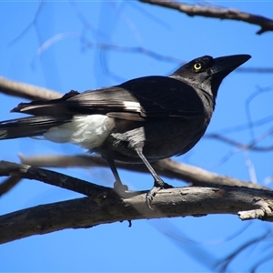 Strepera graculina (Pied Currawong) at Macarthur, ACT - 17 Sep 2025 by RodDeb