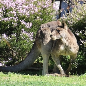 Macropus giganteus (Eastern Grey Kangaroo) at Macarthur, ACT - 17 Sep 2025 by RodDeb
