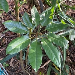 Heptapleurum actinophyllum (Umbrella Tree) at Cape Tribulation, QLD - 11 Jul 2025 by Tapirlord