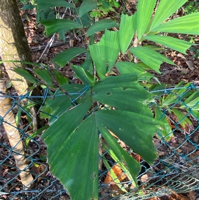 Unverified Palms at Cape Tribulation, QLD - 11 Jul 2025 by Tapirlord
