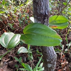 Smilax australis at Cape Tribulation, QLD - 11 Jul 2025 by Tapirlord