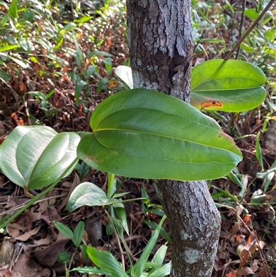 Smilax australis at Cape Tribulation, QLD - 11 Jul 2025 by Tapirlord