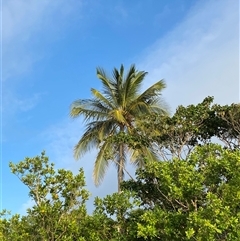 Cocos nucifera (coconut) at Cape Tribulation, QLD - 11 Jul 2025 by Tapirlord
