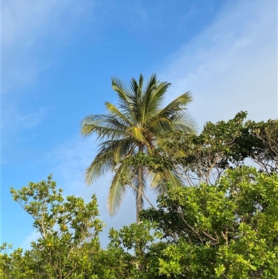 Cocos nucifera (coconut) at Cape Tribulation, QLD - 11 Jul 2025 by Tapirlord