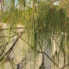Casuarina equisetifolia subsp. incana at Cape Tribulation, QLD - 11 Jul 2025 by Tapirlord