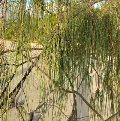 Casuarina equisetifolia subsp. incana at Cape Tribulation, QLD - 11 Jul 2025 by Tapirlord
