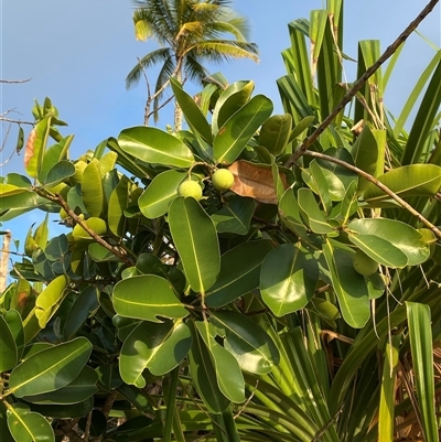 Calophyllum inophyllum (Beach Calophyllum) at Cape Tribulation, QLD - 11 Jul 2025 by Tapirlord