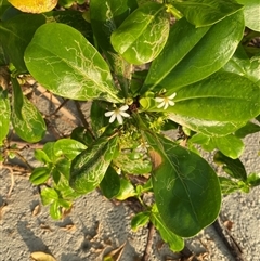 Scaevola taccada (Beach Cabbage) at Cape Tribulation, QLD - 11 Jul 2025 by Tapirlord