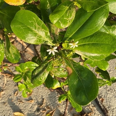 Scaevola taccada (Beach Cabbage) at Cape Tribulation, QLD - 11 Jul 2025 by Tapirlord