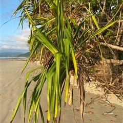 Pandanus tectorius at Cape Tribulation, QLD - 11 Jul 2025 by Tapirlord