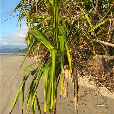 Pandanus tectorius at Cape Tribulation, QLD - 11 Jul 2025 by Tapirlord