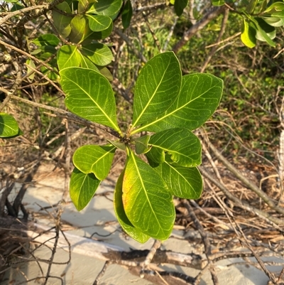 Planchonella obovata at Cape Tribulation, QLD - 11 Jul 2025 by Tapirlord