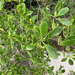 Unverified Other Tree at Cape Tribulation, QLD - 11 Jul 2025 by Tapirlord