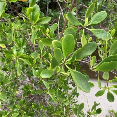 Unverified Other Tree at Cape Tribulation, QLD - 11 Jul 2025 by Tapirlord