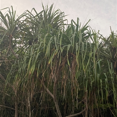 Pandanus tectorius at Cape Tribulation, QLD - 10 Jul 2025 by Tapirlord