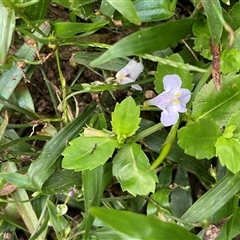 Unverified Other Wildflower or Herb at Lower Daintree, QLD - 10 Jul 2025 by Tapirlord