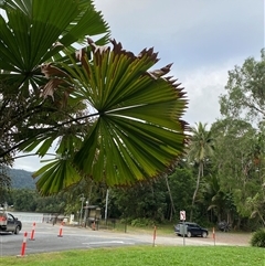Licuala ramsayi (Queensland Fan Palm) at Lower Daintree, QLD - 10 Jul 2025 by Tapirlord