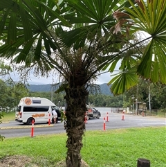 Licuala ramsayi at Lower Daintree, QLD - 10 Jul 2025 04:39 PM