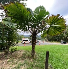 Licuala ramsayi at Lower Daintree, QLD - 10 Jul 2025 04:39 PM