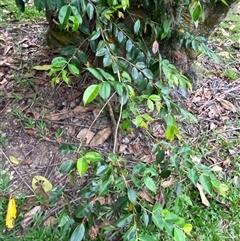 Syzygium angophoroides at Lower Daintree, QLD - 10 Jul 2025 04:39 PM