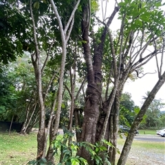 Syzygium angophoroides at Lower Daintree, QLD - 10 Jul 2025 04:39 PM