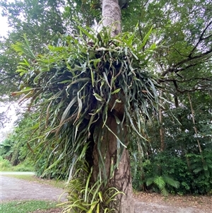 Pyrrosia longifolia at Lower Daintree, QLD - 10 Jul 2025 by Tapirlord