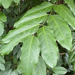 Polyscias australiana (ivory basswood) at Lower Daintree, QLD - 10 Jul 2025 by Tapirlord