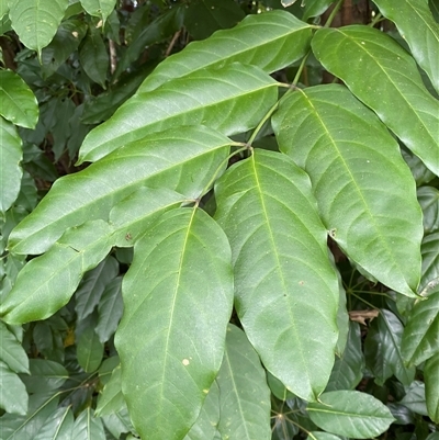 Polyscias australiana (ivory basswood) at Lower Daintree, QLD - 10 Jul 2025 by Tapirlord