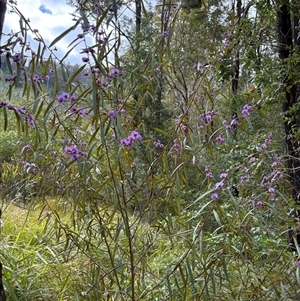 Hovea longifolia at Caparra, NSW - 6 Sep 2025 by maznee