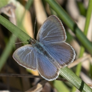 Zizina otis (Common Grass-Blue) at Fyshwick, ACT - 17 Sep 2025 by rawshorty