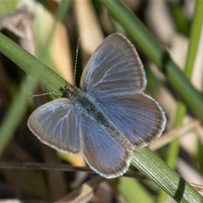 Zizina otis (Common Grass-Blue) at Fyshwick, ACT - 17 Sep 2025 by rawshorty