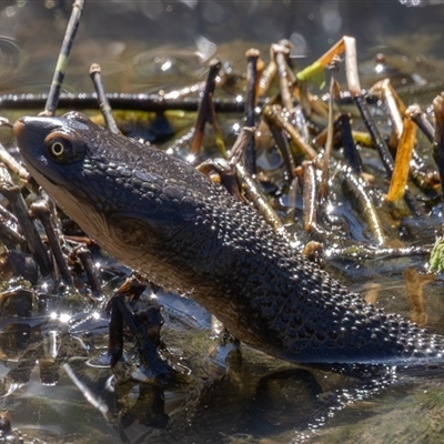 Chelodina longicollis (Eastern Long-necked Turtle) at Fyshwick, ACT - 17 Sep 2025 by rawshorty