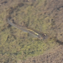 Gambusia holbrooki (Gambusia, Plague minnow, Mosquito fish) at Fyshwick, ACT - 17 Sep 2025 by rawshorty